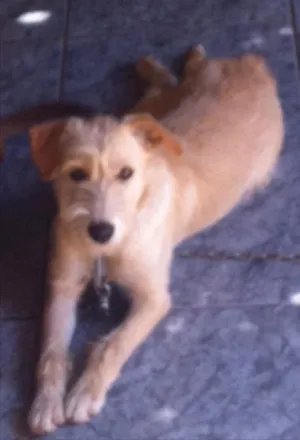 Cachorro raça Não sei  idade 1 ano nome Lilica