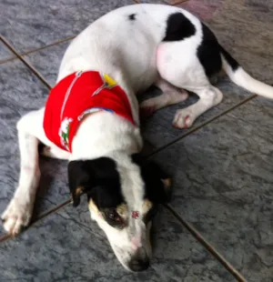 Cachorro raça Vira lata idade 3 anos nome Kokoro