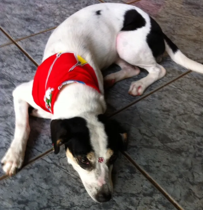 Cachorro ra a Vira lata idade 3 anos nome Kokoro