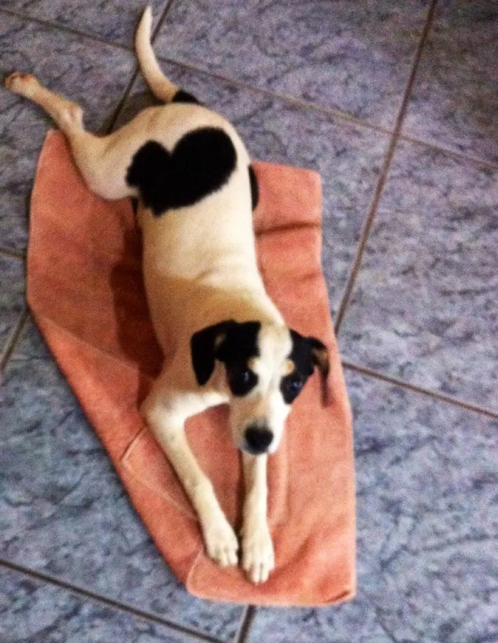 Cachorro ra a Vira lata idade 3 anos nome Kokoro
