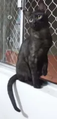 Salem