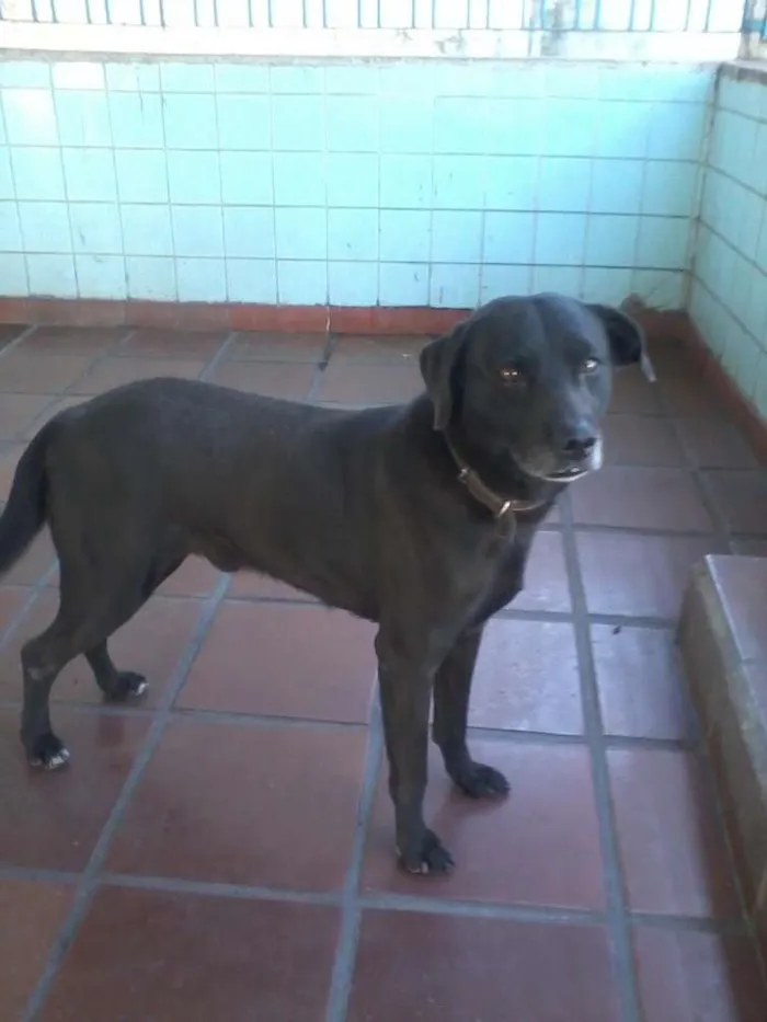Cachorro ra a Indefinida idade 3 anos nome Nero