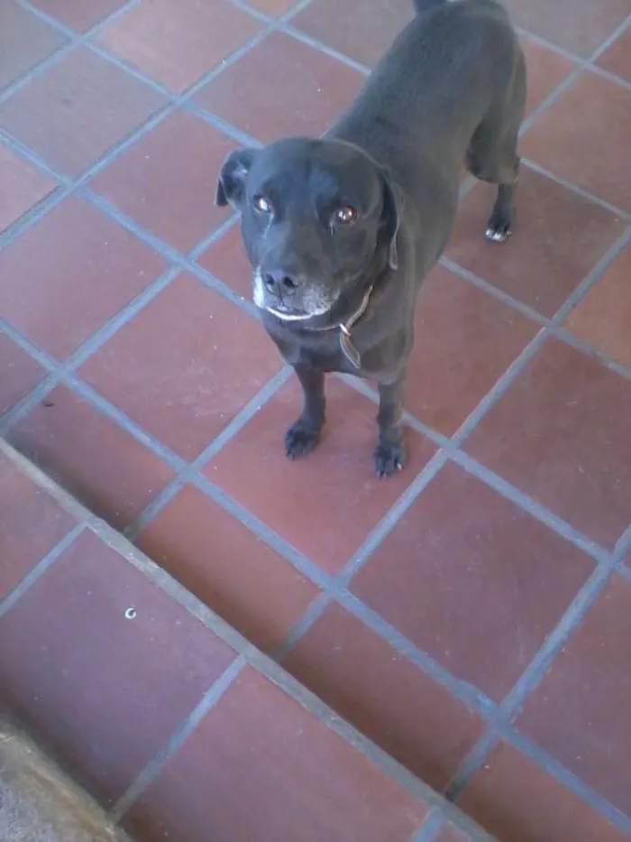 Cachorro ra a Indefinida idade 3 anos nome Nero