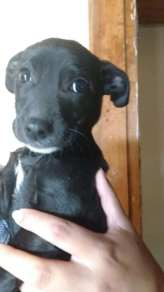 Cachorro ra a Srd idade 2 a 6 meses nome Negão 