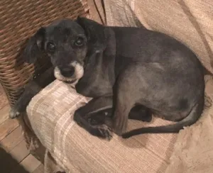 Cachorro raça Vira lata idade 6 ou mais anos nome Sem nome