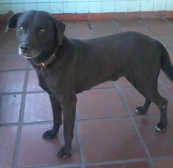 Cachorro ra a Indefinida idade 3 anos nome Nero