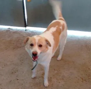 Cachorro raça indefinida idade 2 anos nome Thor