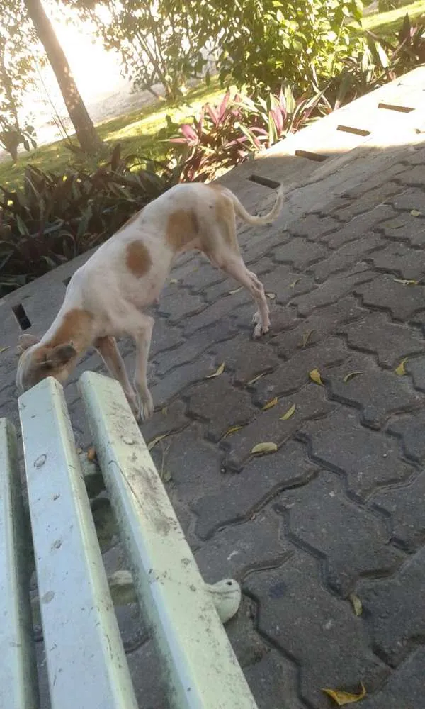 Cachorro ra a vira lata idade 7 a 11 meses nome sem nome