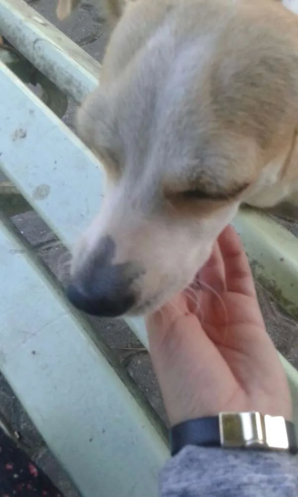 Cachorro ra a vira lata idade 7 a 11 meses nome sem nome