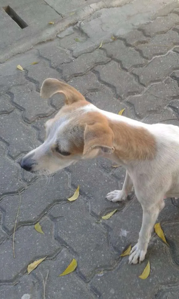 Cachorro ra a vira lata idade 7 a 11 meses nome sem nome