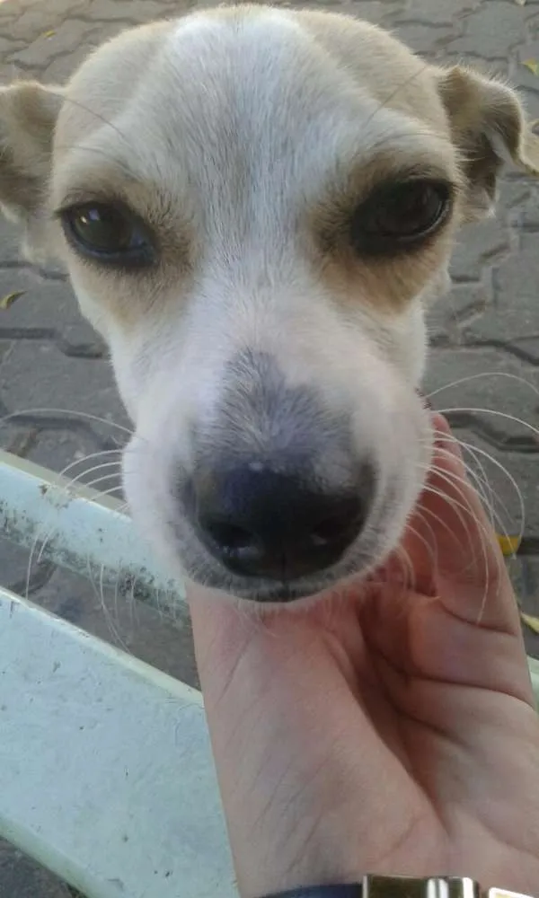 Cachorro ra a vira lata idade 7 a 11 meses nome sem nome