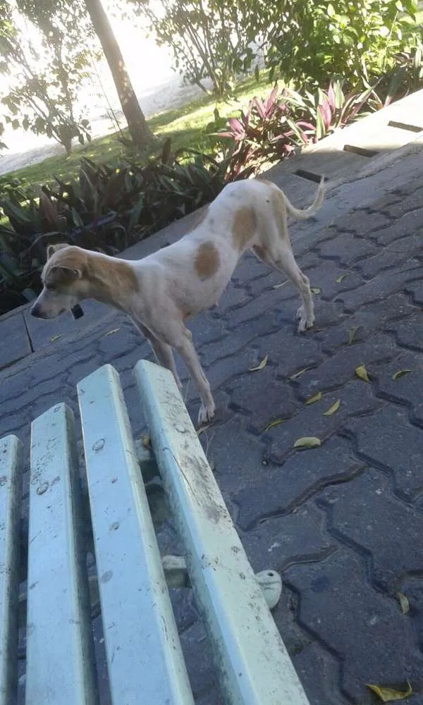 Cachorro ra a vira lata idade 7 a 11 meses nome sem nome