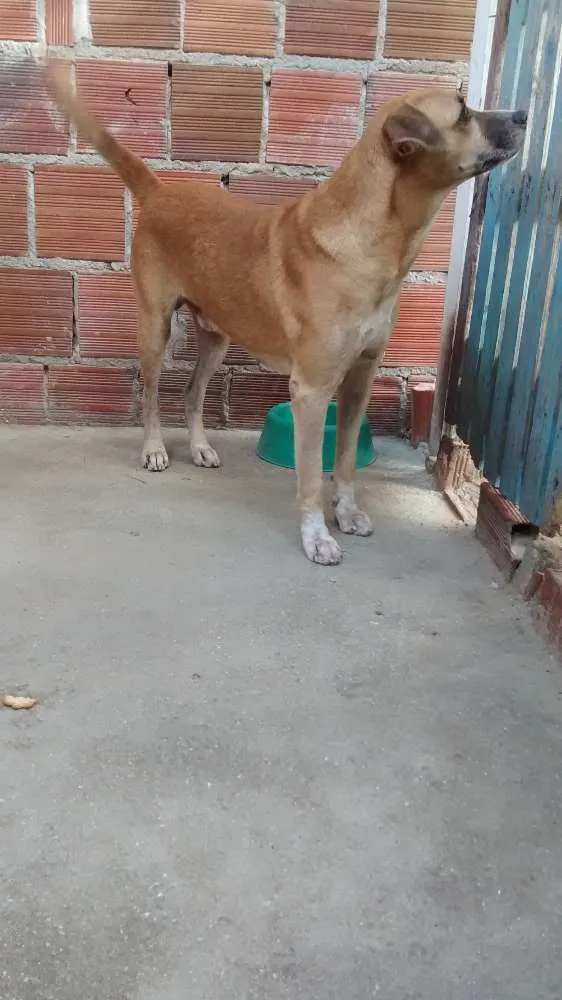 Cachorro ra a MESTIÇO idade 2 a 6 meses nome FARUCK