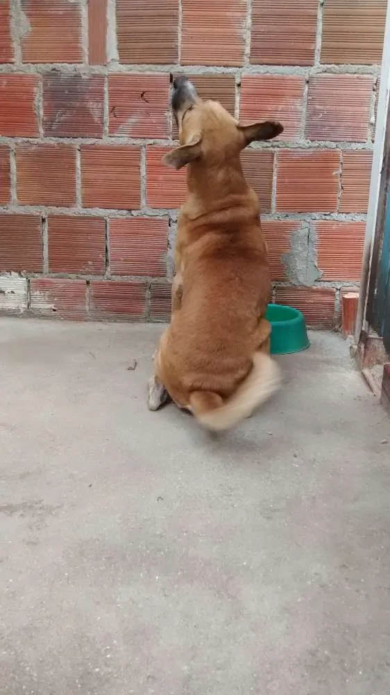 Cachorro ra a MESTIÇO idade 2 a 6 meses nome FARUCK
