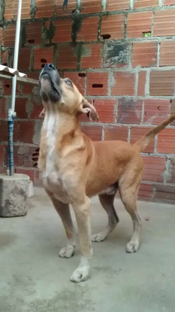Cachorro ra a MESTIÇO idade 2 a 6 meses nome FARUCK