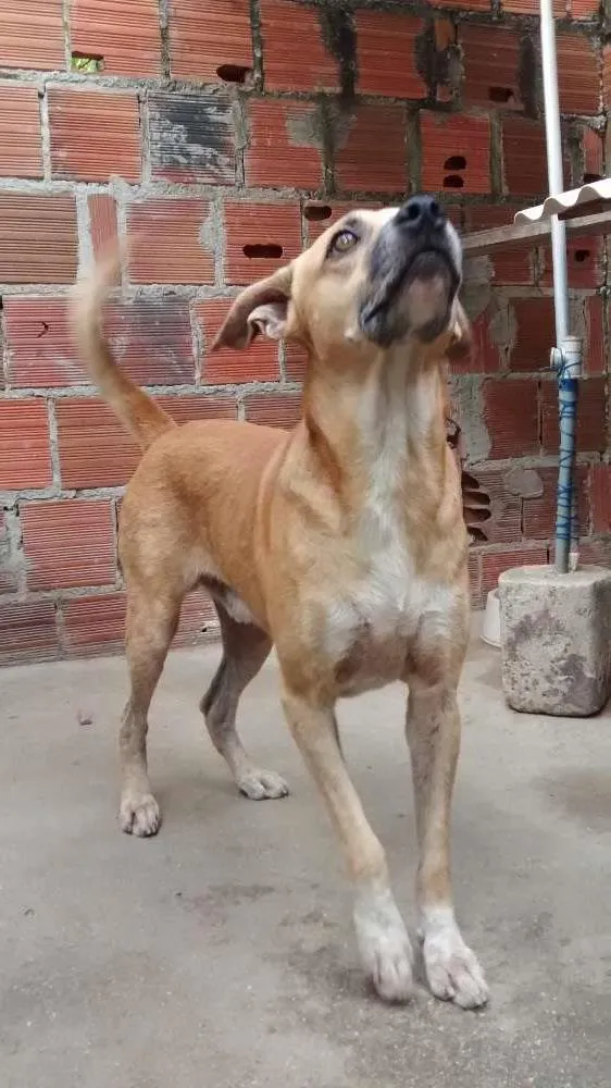 Cachorro ra a MESTIÇO idade 2 a 6 meses nome FARUCK