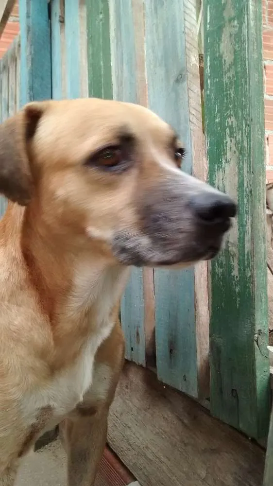 Cachorro ra a MESTIÇO idade 2 a 6 meses nome FARUCK