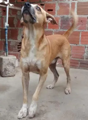Cachorro raça MESTIÇO idade 2 a 6 meses nome FARUCK