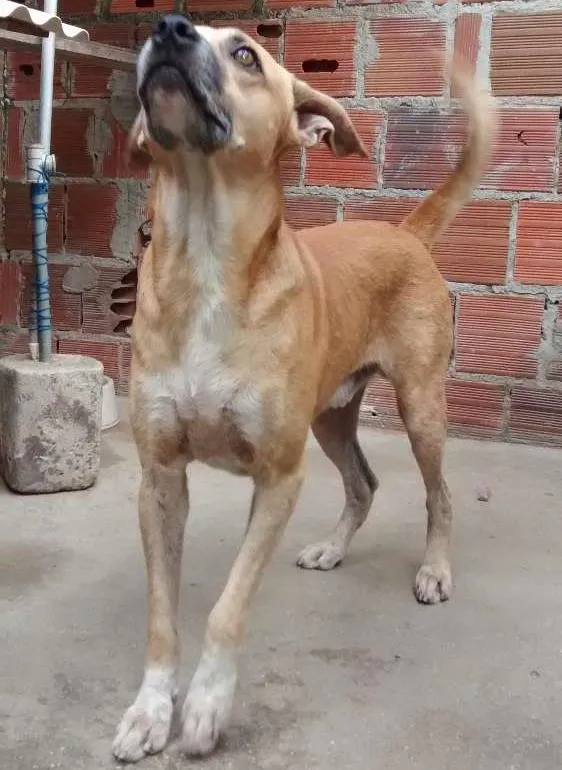 Cachorro ra a MESTIÇO idade 2 a 6 meses nome FARUCK