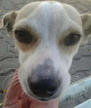 Cachorro raça vira lata idade 7 a 11 meses nome sem nome