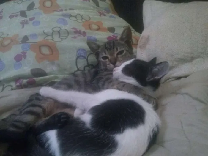 Gato ra a Não definida idade 2 a 6 meses nome Bean