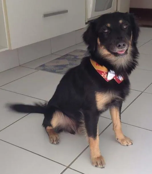 Cachorro ra a SRD idade 1 ano nome Black