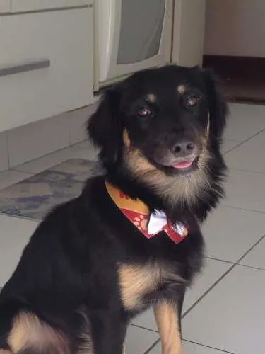 Cachorro ra a SRD idade 1 ano nome Black