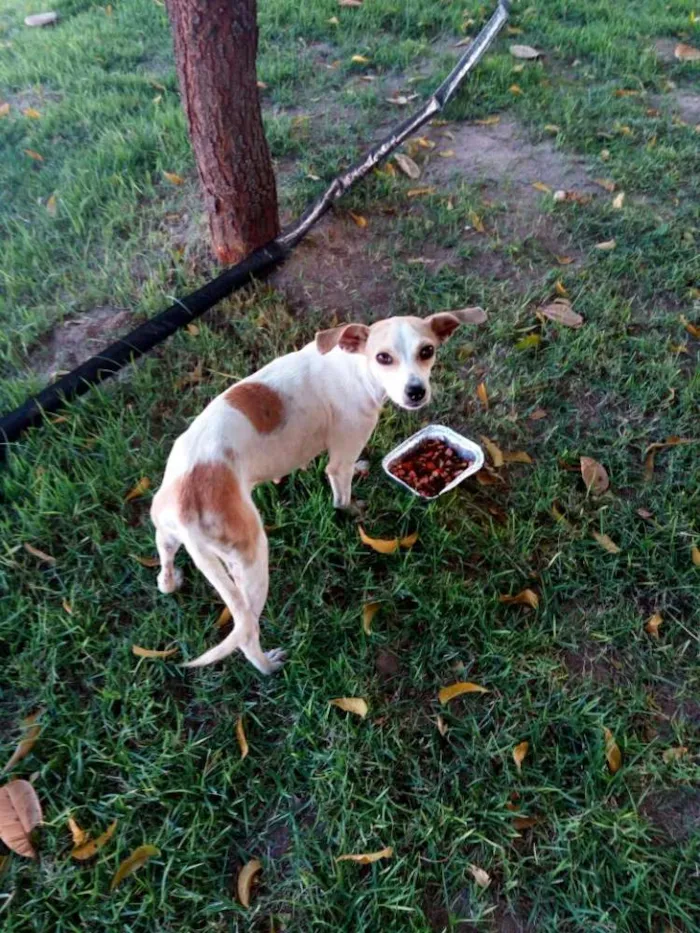 Cachorro ra a vira lata idade 7 a 11 meses nome sem nome