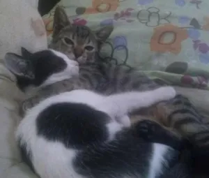 Gato raça Não definida idade 2 a 6 meses nome Bean
