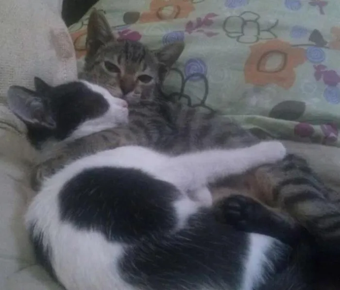 Gato ra a Não definida idade 2 a 6 meses nome Bean