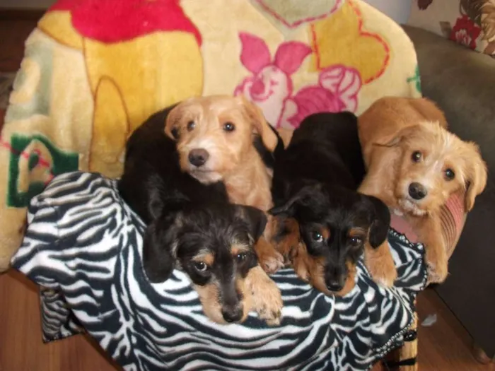 Cachorro ra a Mista idade 7 a 11 meses nome Tuly