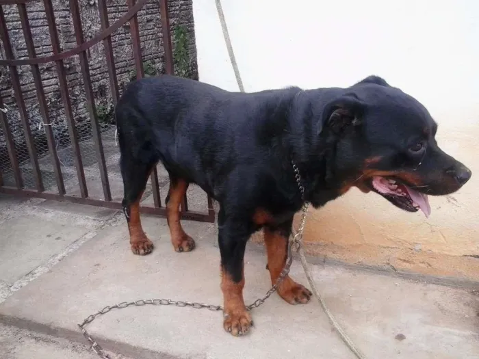 Cachorro raça Hotwailler idade 6 ou mais anos nome Schubert