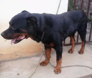 Cachorro raça Hotwailler idade 6 ou mais anos nome Schubert