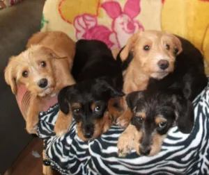 Cachorro raça Mista idade 7 a 11 meses nome Tuly