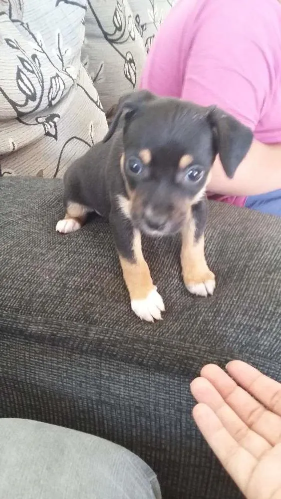 Cachorro ra a Virá lata  idade Abaixo de 2 meses nome Filhotes 