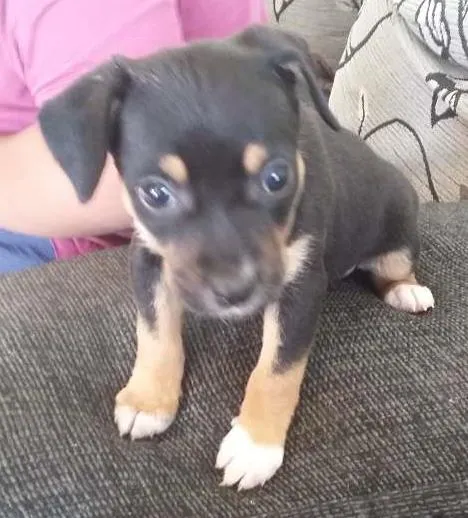 Cachorro ra a Virá lata  idade Abaixo de 2 meses nome Filhotes 