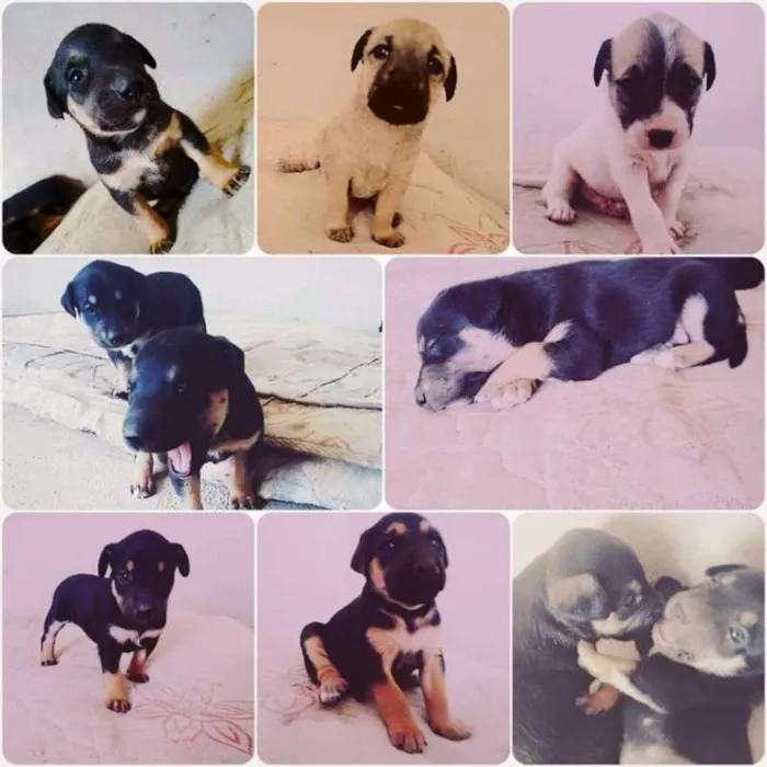 Cachorro raça Mestiço idade 2 a 6 meses nome cachorrinhos
