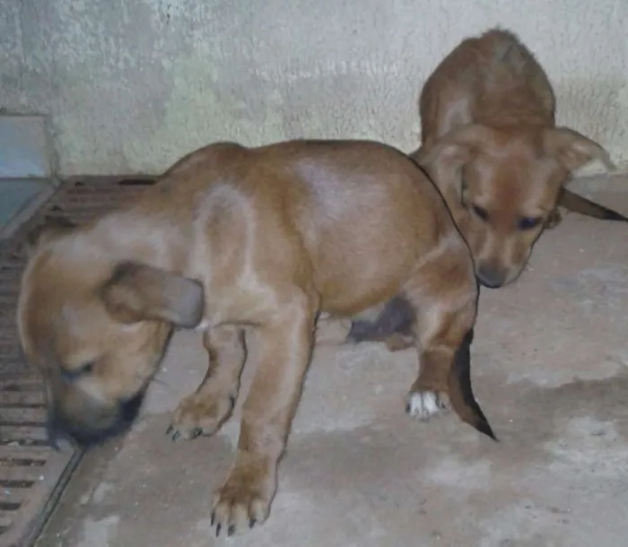Cachorro ra a sem raça definida idade 2 a 6 meses nome Seis e Sete
