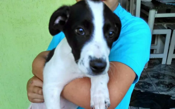 Cachorro ra a SRD idade 2 a 6 meses nome Sasha , Perola e The