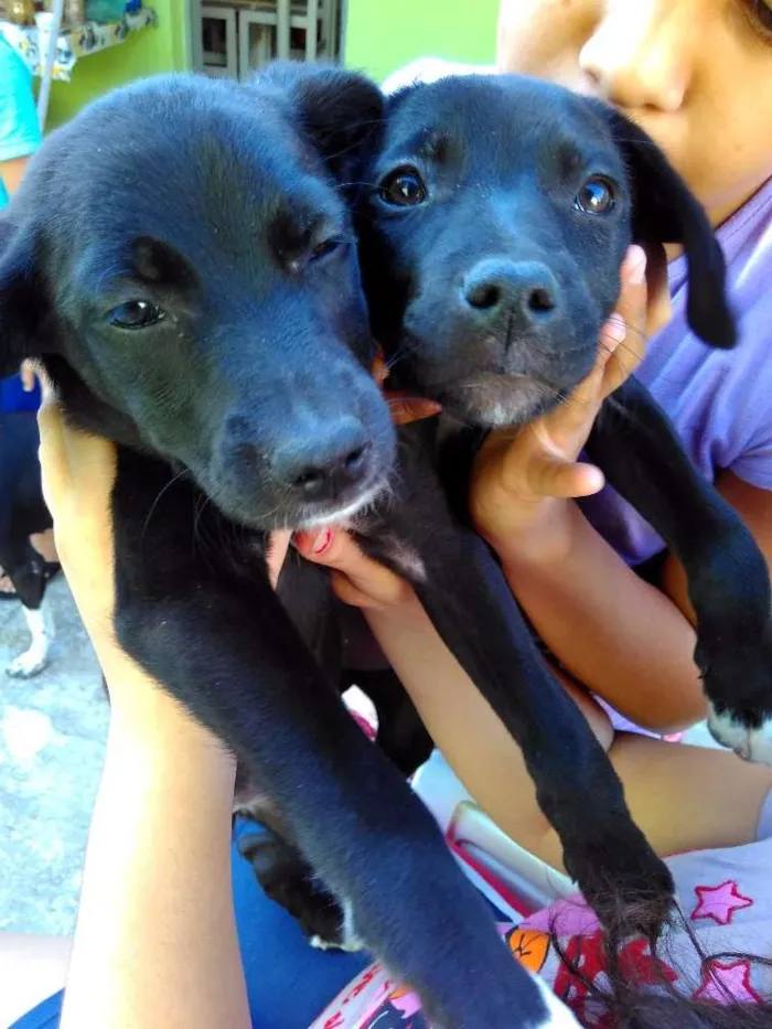 Cachorro ra a SRD idade 2 a 6 meses nome Sasha , Perola e The