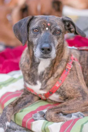 Cachorro raça Srd idade 5 anos nome Maia