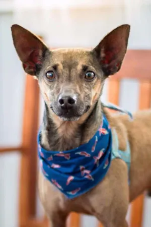 Cachorro raça Mix pinscher idade 2 anos nome Benny
