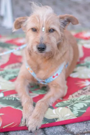 Cachorro raça Srd idade 5 anos nome Leon 