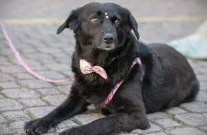 Cachorro raça Srd idade 4 anos nome Ruiva