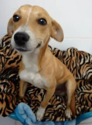 Cachorro raça Vira latas idade 7 a 11 meses nome Tutuco