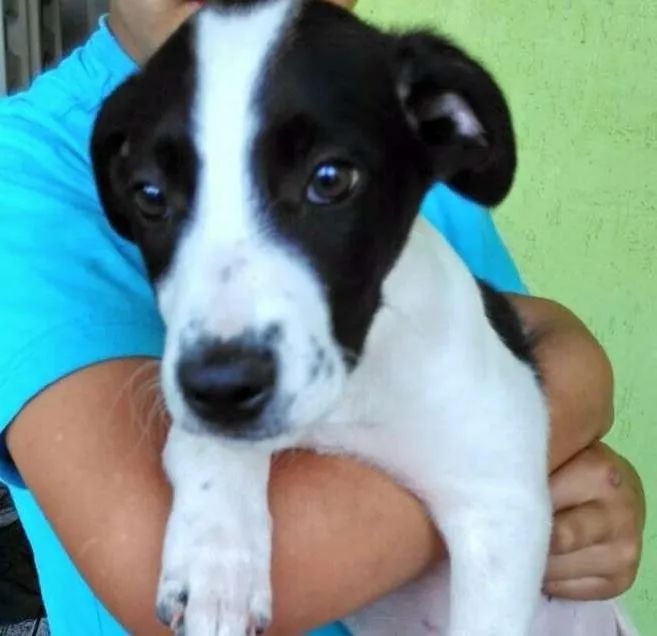 Cachorro ra a SRD idade 2 a 6 meses nome Sasha , Perola e The