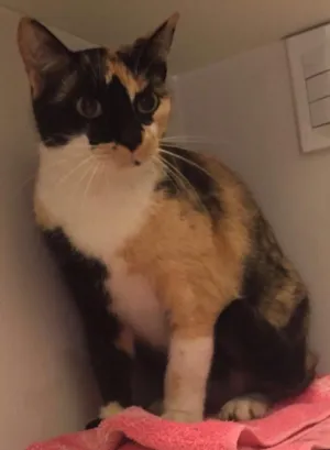 Gato raça SRD idade 7 a 11 meses nome Margot