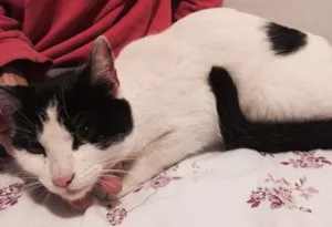 Gato raça SRD idade 2 a 6 meses nome Meia lua 