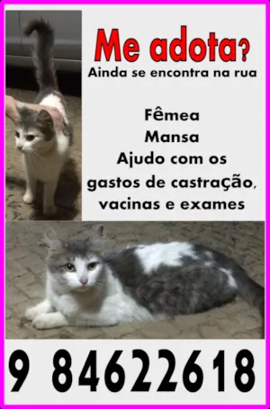 Gato raça Vira Lata idade 1 ano nome Sininho