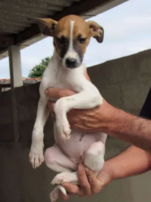 Cachorro raça SRD idade 2 a 6 meses nome RATINHA